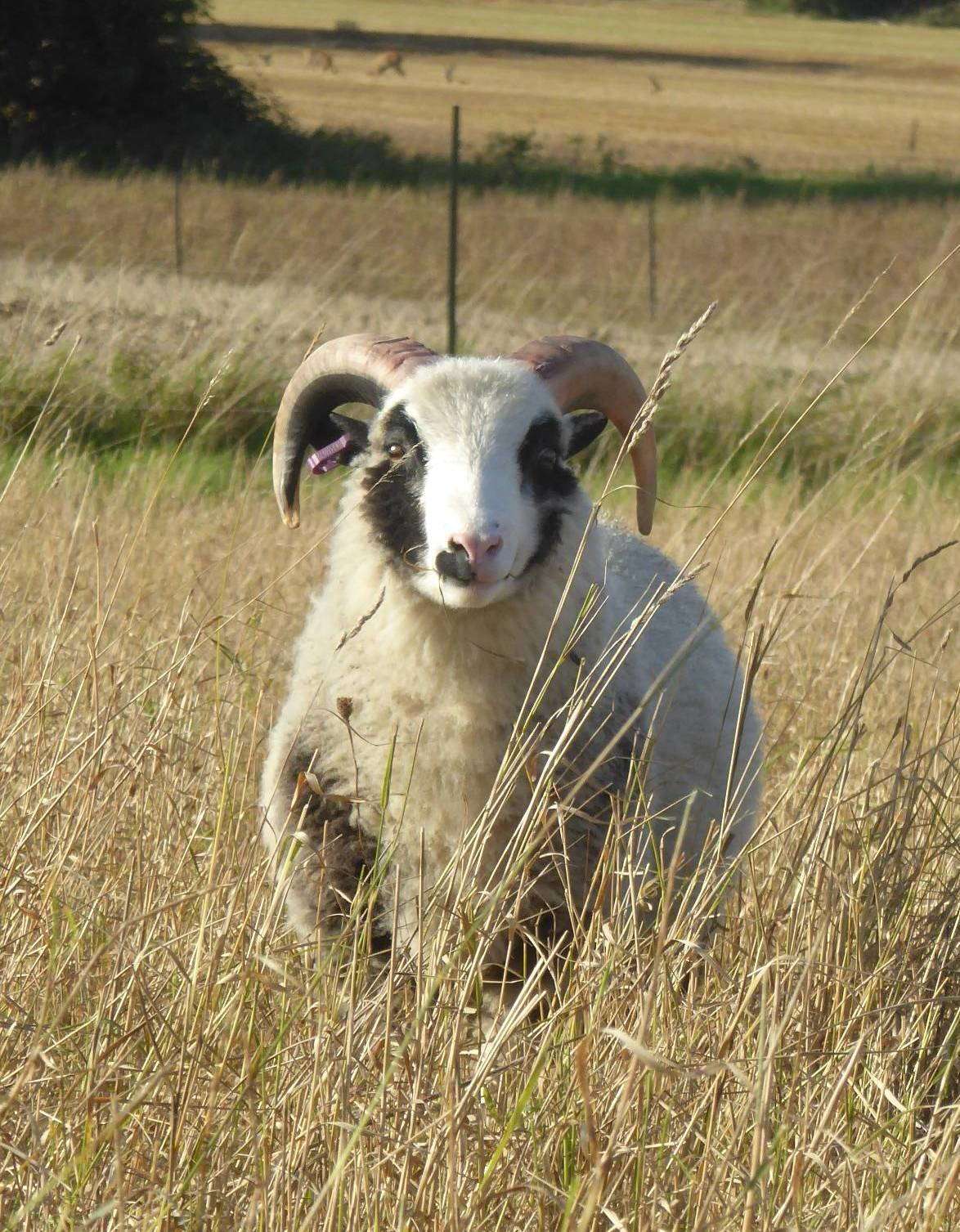 shetland ram lamb