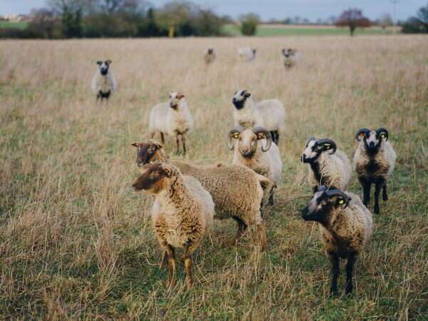 flock of shetland sheep in open pasture in suffolk