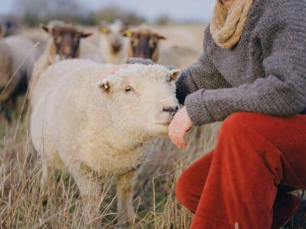 woman kneeling down in a field next to a white southdown sheep. wearing a wool jumper and red trousers.