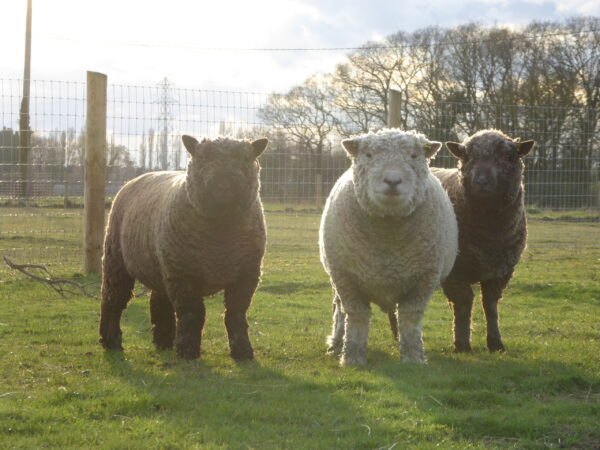 southdown sheep