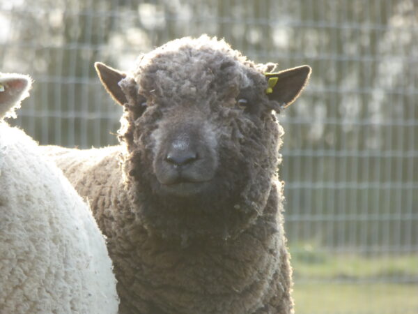 grey southdown sheep