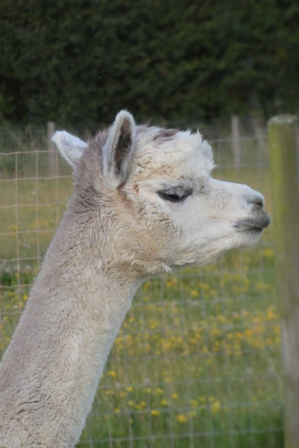 grey alpaca