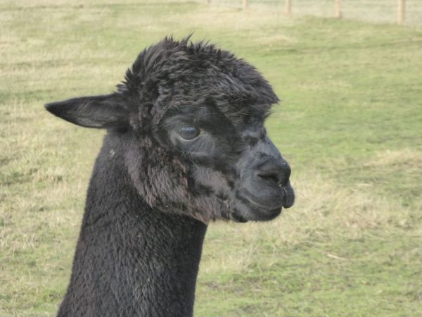 black alpaca