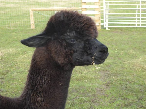 black alpaca