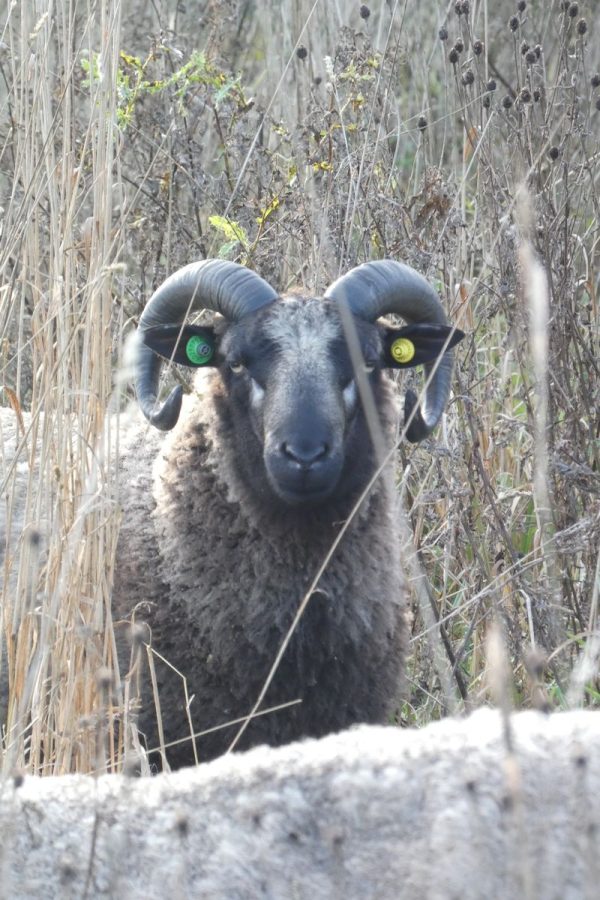 shetland ram in tall grass