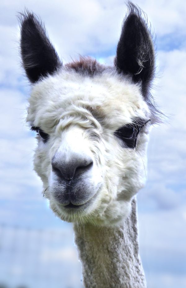 White and grey alpaca beanie - Image 6