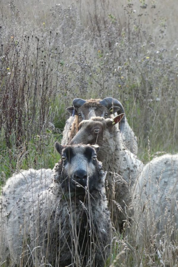 shetland sheep in tall grass