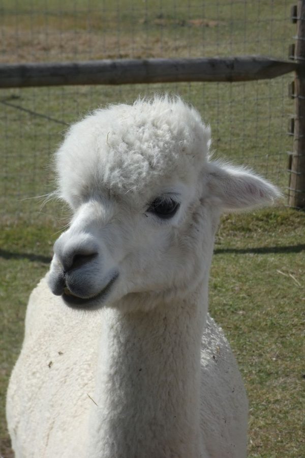 white alpaca