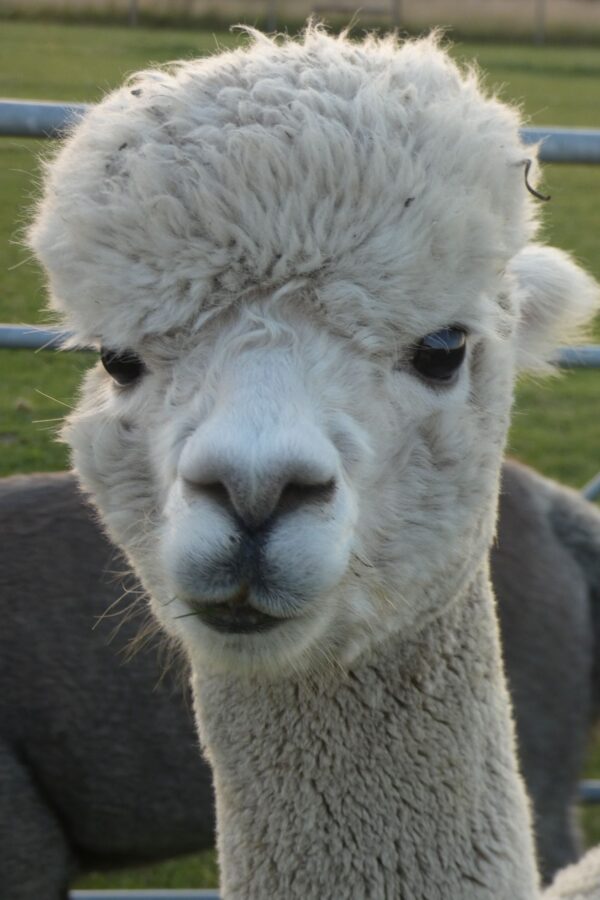 close up of white alpaca