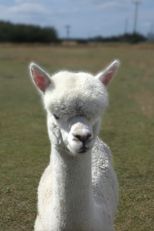 white alpaca in a field